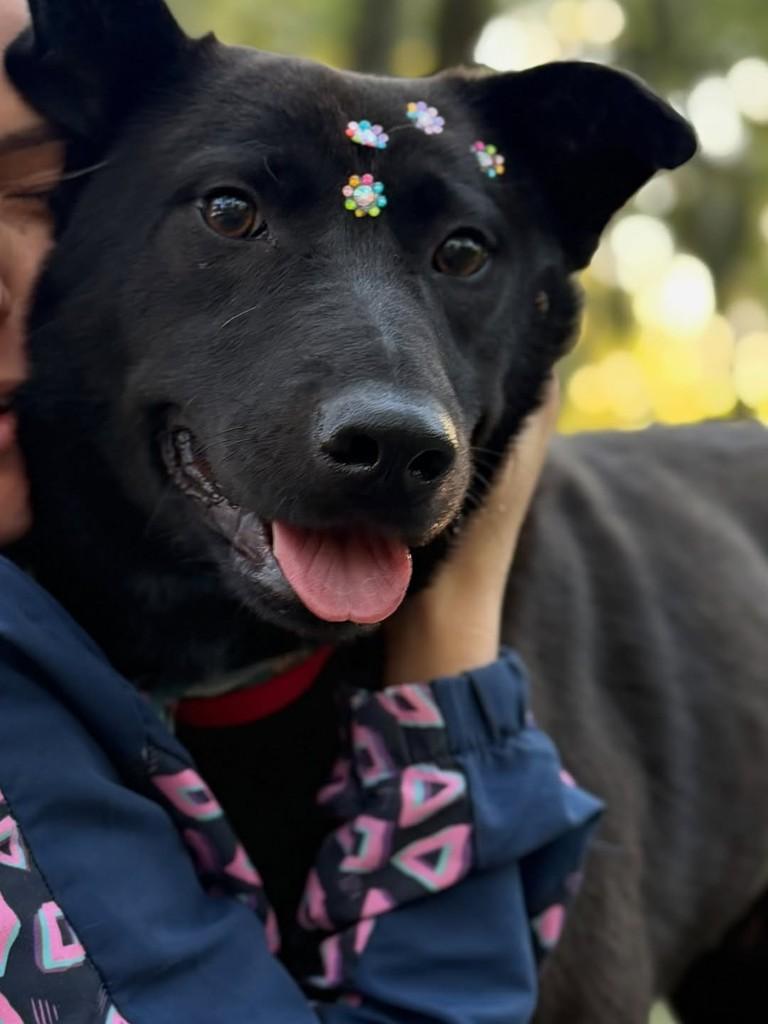 Pandora, cadela de porte médio para adoção em Chapecó - SC — foto 2 de 3