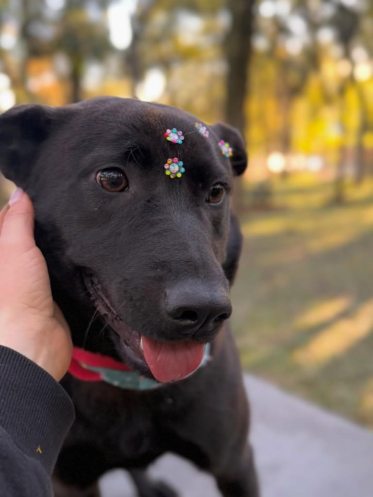 Pandora, cadela de porte médio para adoção em Chapecó - SC — foto 3 de 3