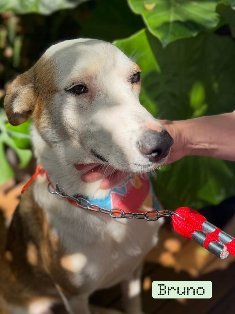 Bruno, cachorro de porte médio para adoção em Chapecó - SC