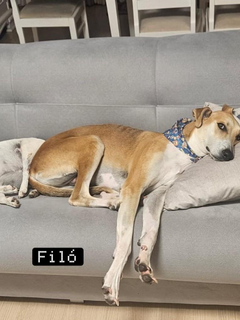 Bruno, cachorro de porte médio para adoção em Chapecó - SC — foto 2 de 7
