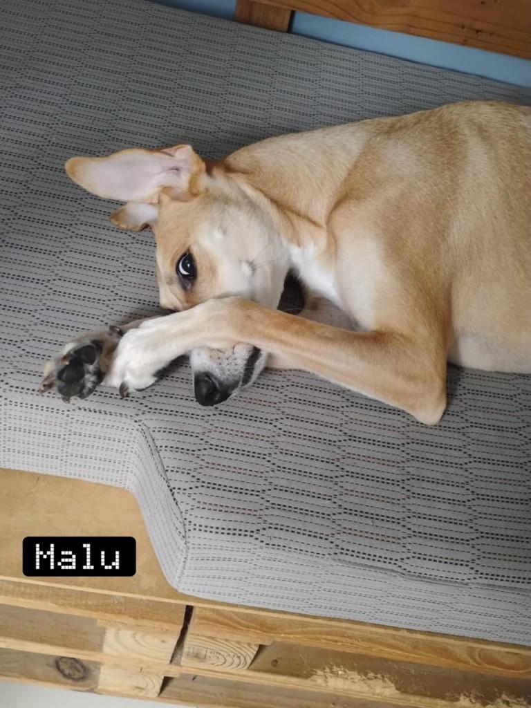 Bruno, cachorro de porte médio para adoção em Chapecó - SC — foto 3 de 7