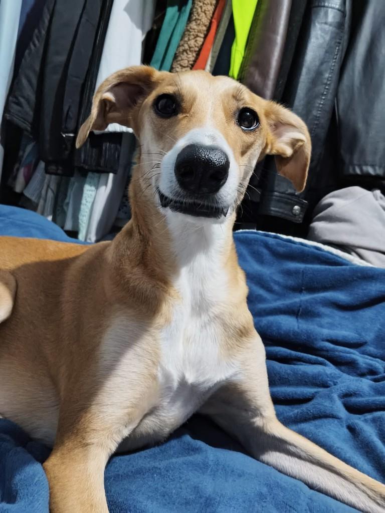 Bruno, cachorro de porte médio para adoção em Chapecó - SC — foto 4 de 7