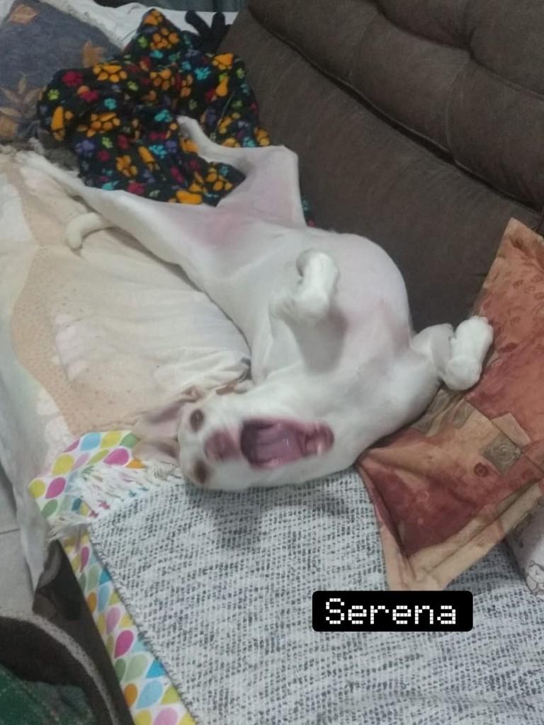 Bruno, cachorro de porte médio para adoção em Chapecó - SC — foto 5 de 7