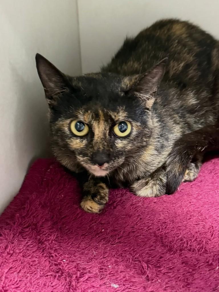 Laís, gata de porte pequeno para adoção em Chapecó - SC