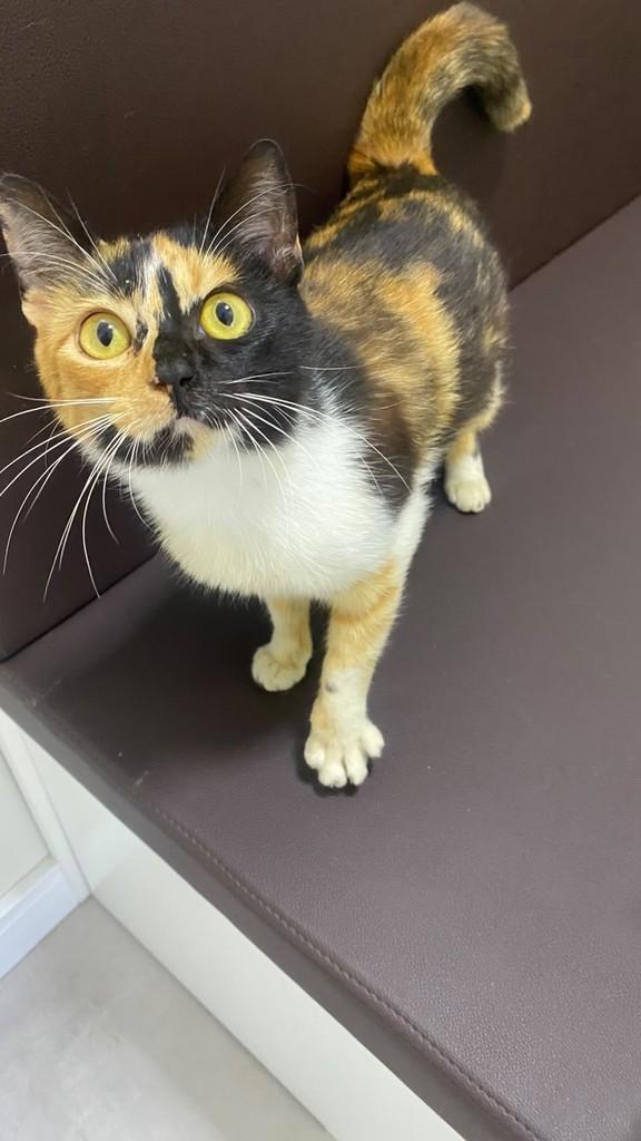 Martina, gata de porte pequeno para adoção em Chapecó - SC