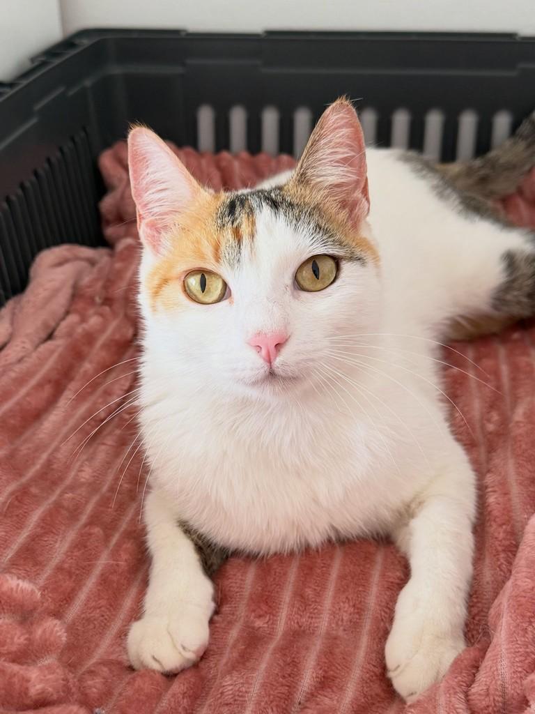 Tina, gata de porte pequeno para adoção em Chapecó - SC