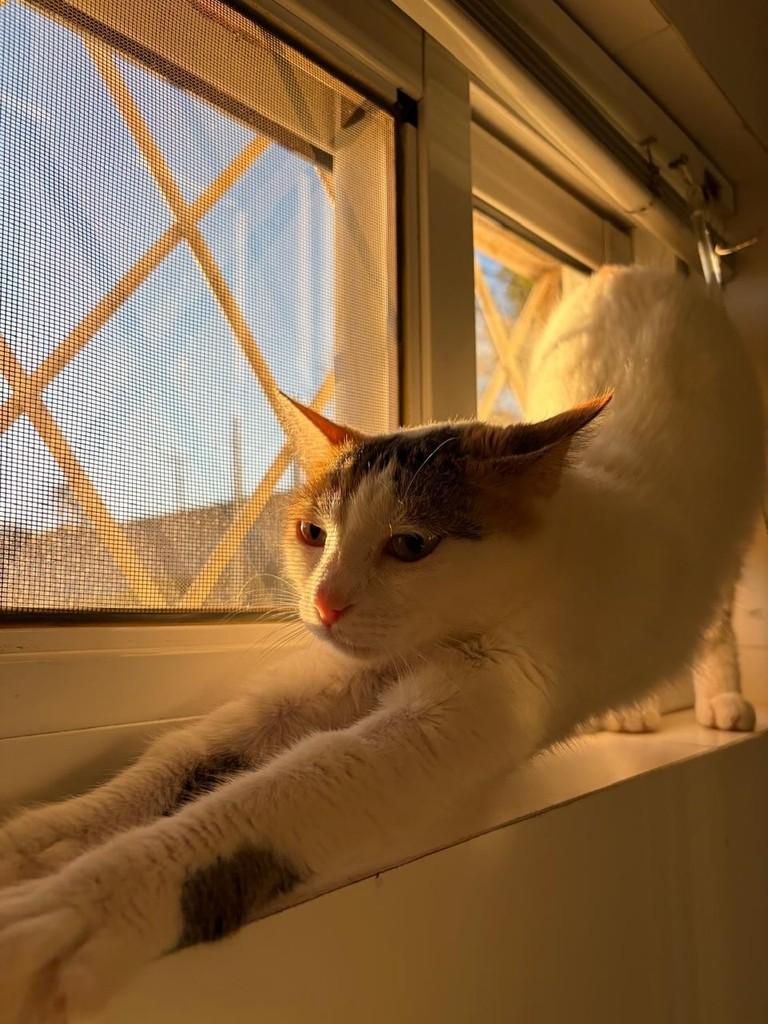 Tina, gata de porte pequeno para adoção em Chapecó - SC — foto 2 de 7