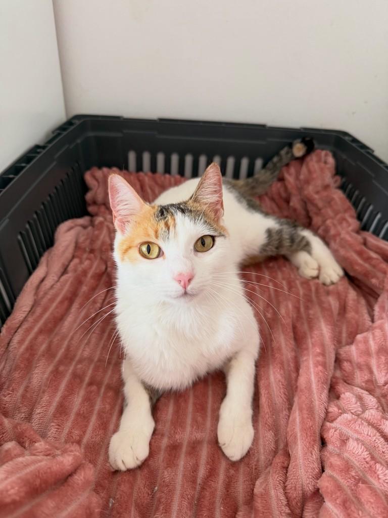 Tina, gata de porte pequeno para adoção em Chapecó - SC — foto 3 de 7