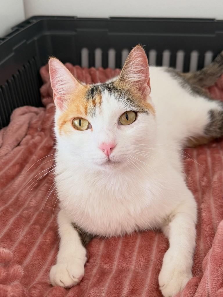 Tina, gata de porte pequeno para adoção em Chapecó - SC — foto 4 de 7
