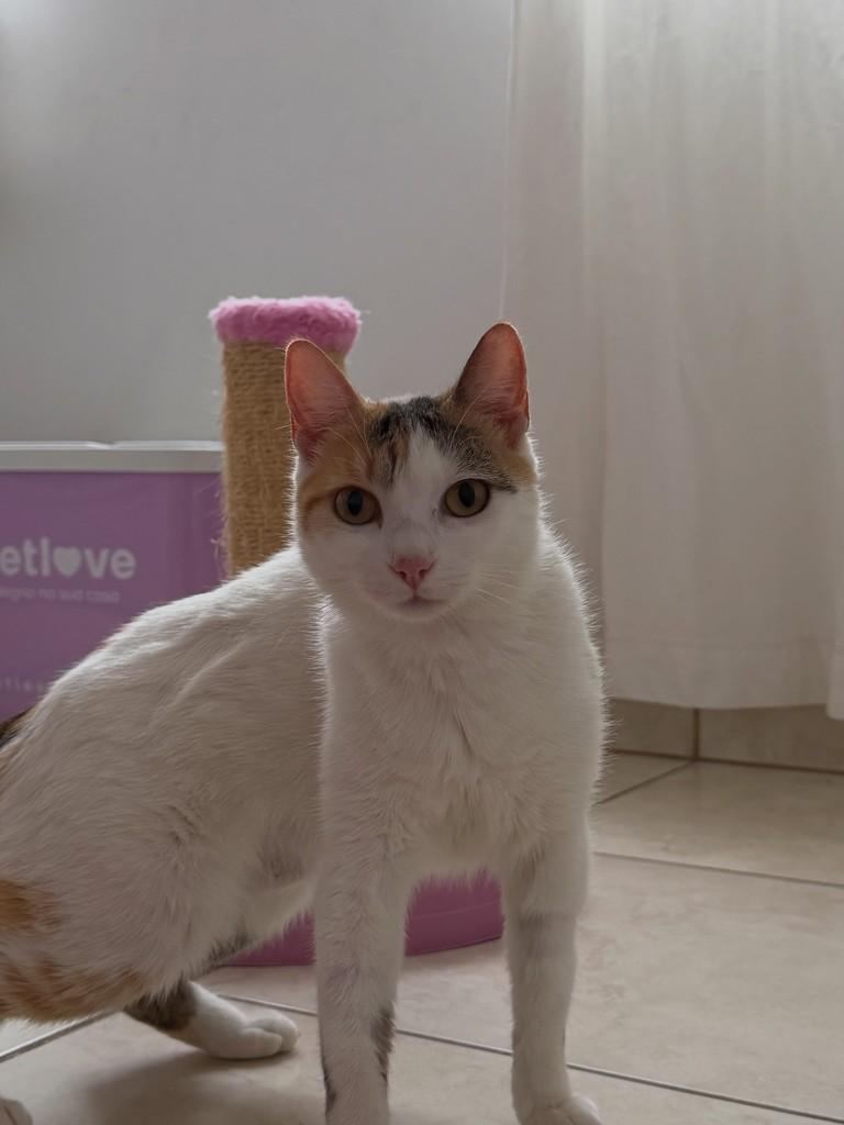 Tina, gata de porte pequeno para adoção em Chapecó - SC — foto 5 de 7
