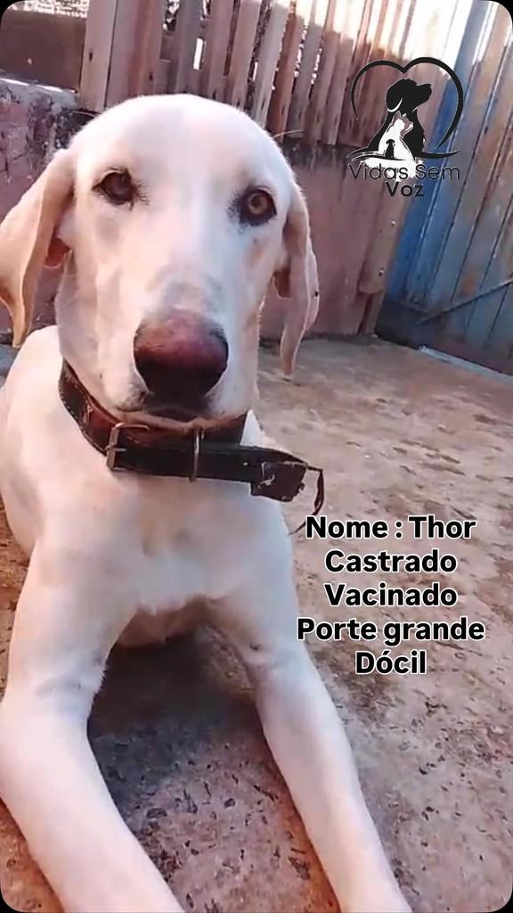 Thor, cachorro de porte médio para adoção em Ibaiti - PR