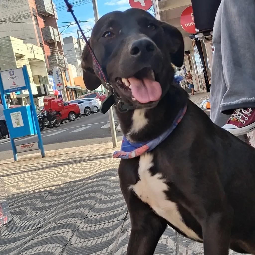 Luke, cachorro de porte médio para adoção em Ibaiti - PR