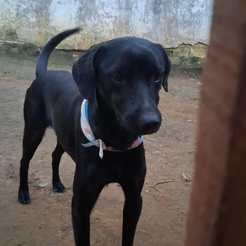 Vini Junior, cachorro de porte médio para adoção em Ibaiti - PR