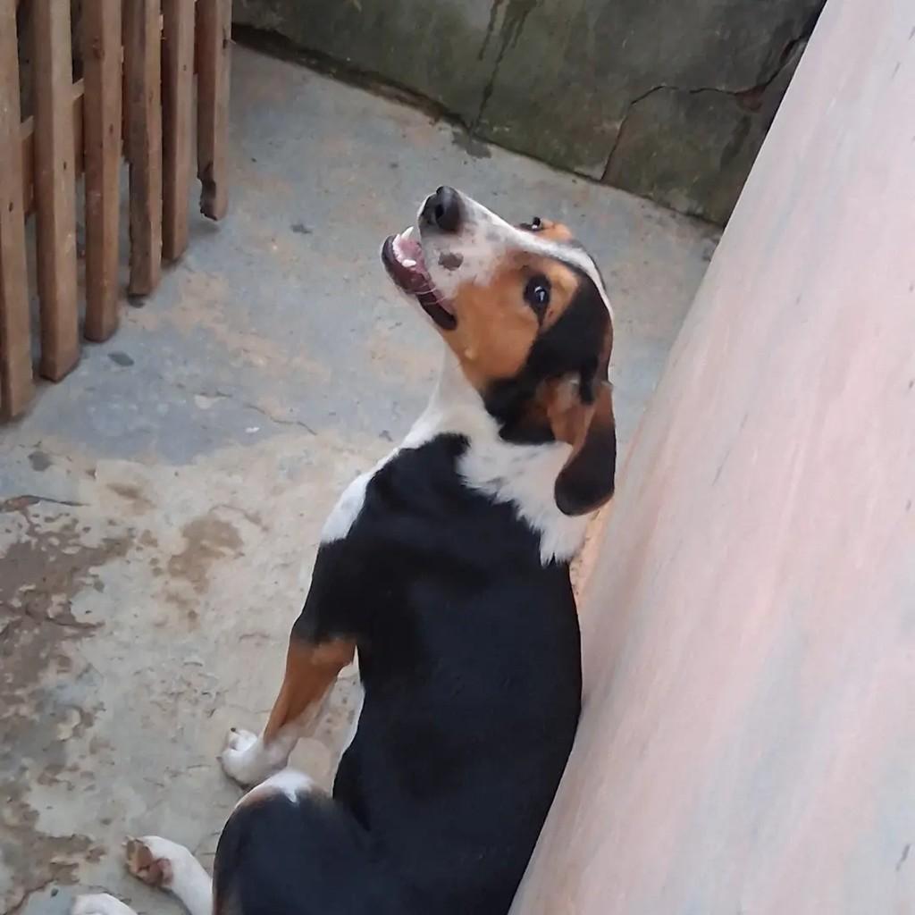 Matilda, cadela de porte médio para adoção em Ibaiti - PR