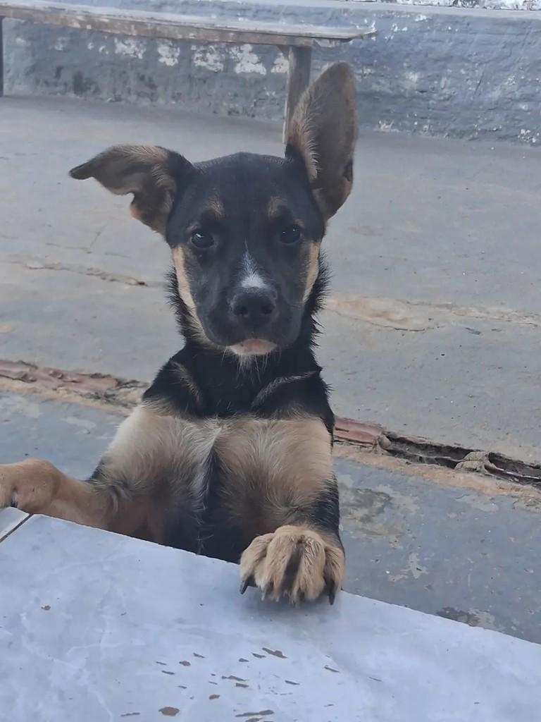 Mel, cachorro de porte pequeno para adoção em Ibaiti - PR