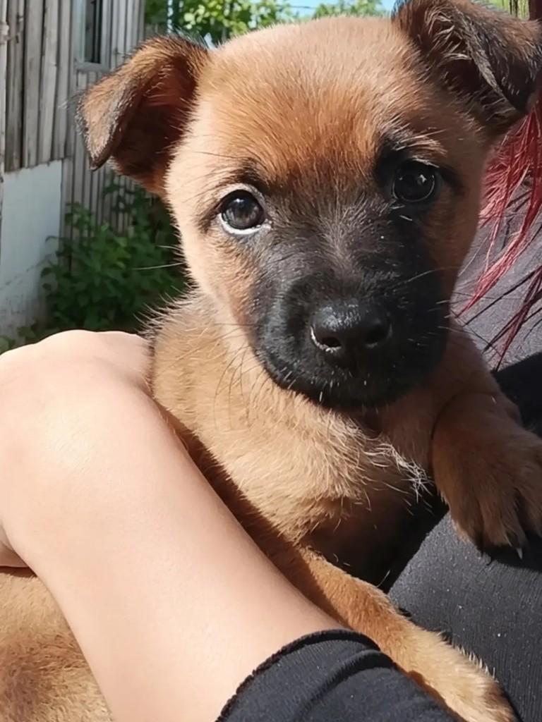 Leona, cadela de porte pequeno para adoção em Ibaiti - PR