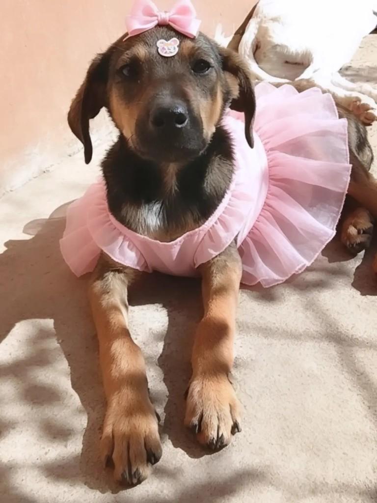 Whisky, cadela de porte médio para adoção em Ibaiti - PR