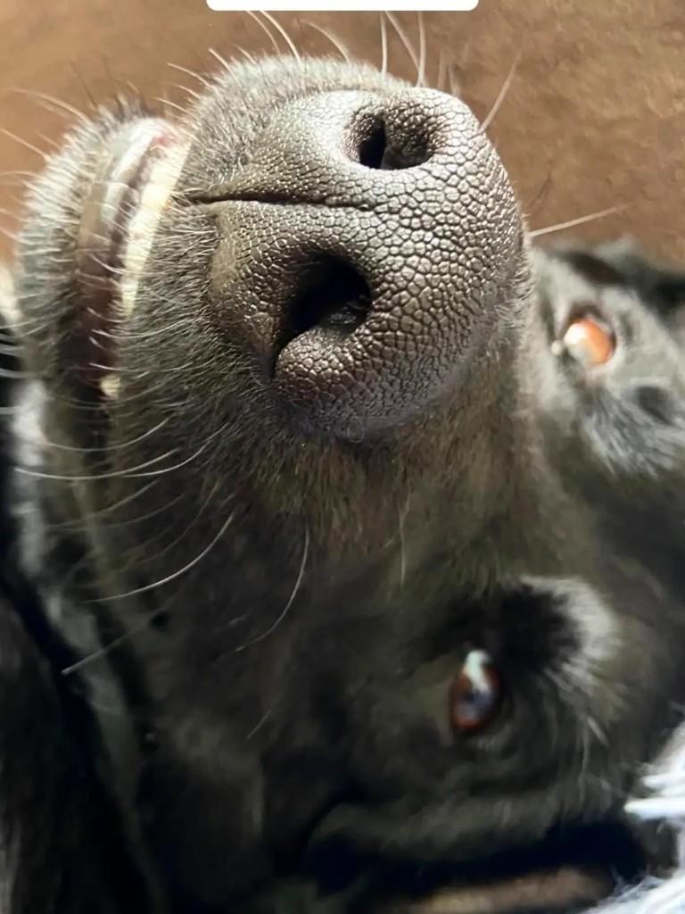 Kwi, cachorro de porte médio para adoção em Ibaiti - PR