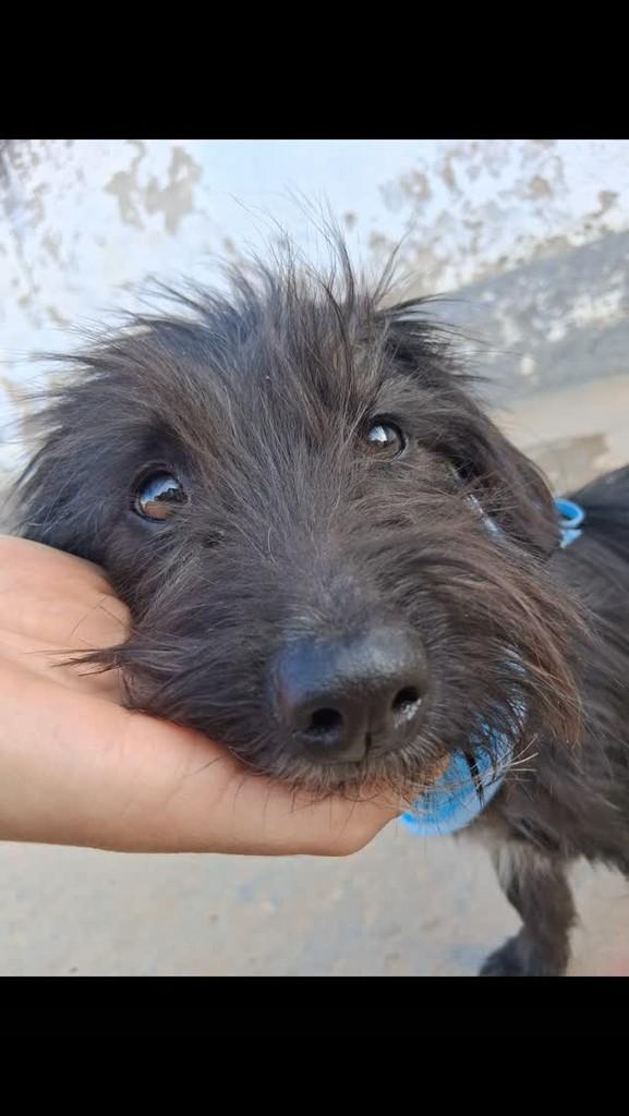 Scooby, cachorro de porte pequeno para adoção em Ibaiti - PR