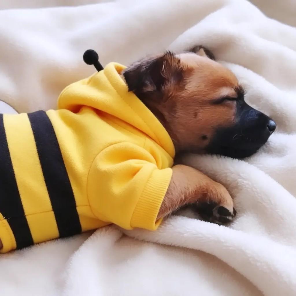 Dudinha, cachorro de porte pequeno para adoção em Ibaiti - PR