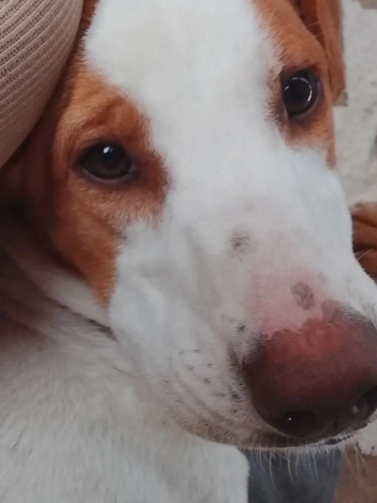 Naninho, cachorro de porte médio para adoção em Ibaiti - PR