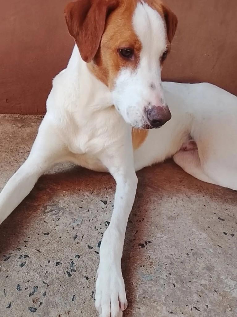 Naninho, cachorro de porte médio para adoção em Ibaiti - PR — foto 2 de 3