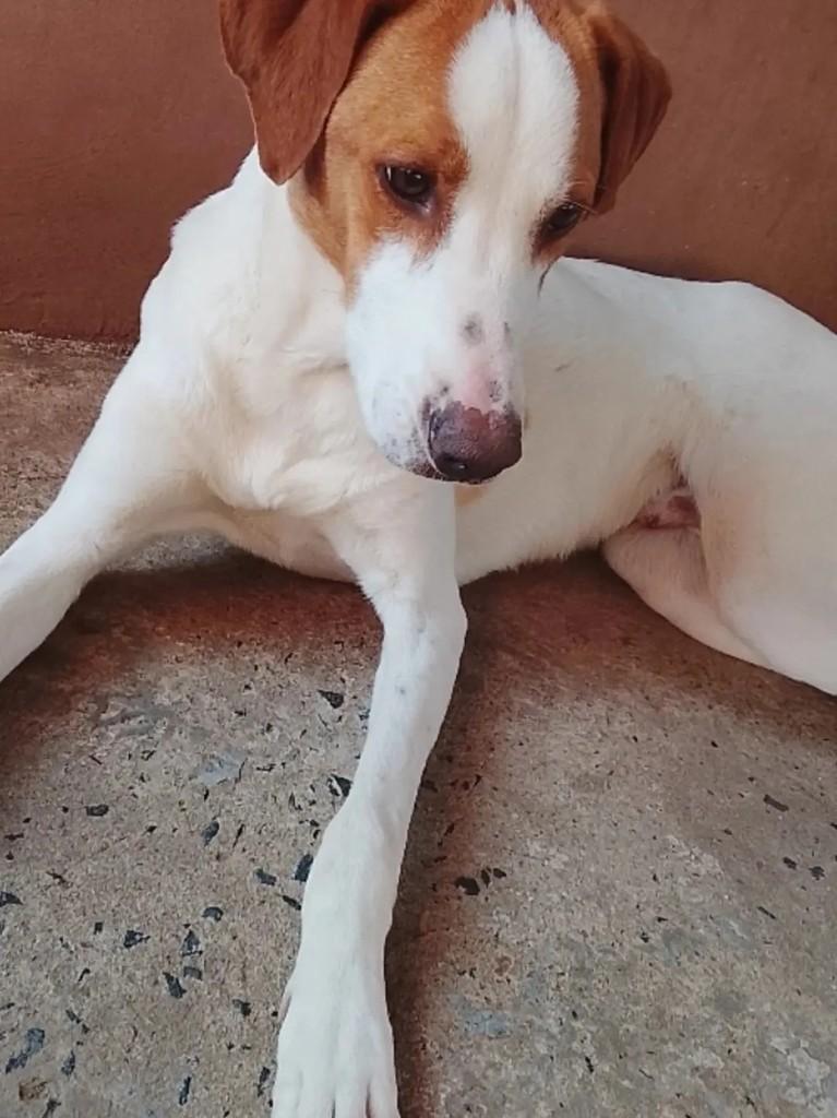 Naninho, cachorro de porte médio para adoção em Ibaiti - PR — foto 3 de 3