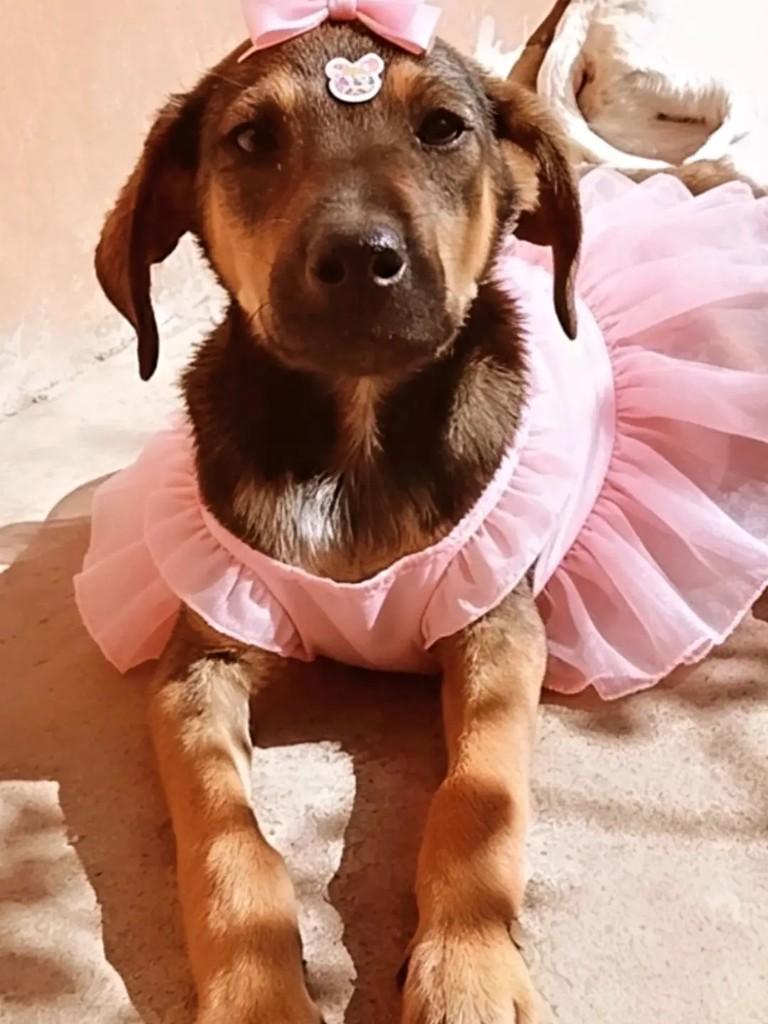 Wisky, cadela de porte médio para adoção em Ibaiti - PR