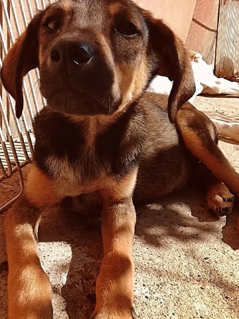 Wisky, cadela de porte médio para adoção em Ibaiti - PR — foto 2 de 3