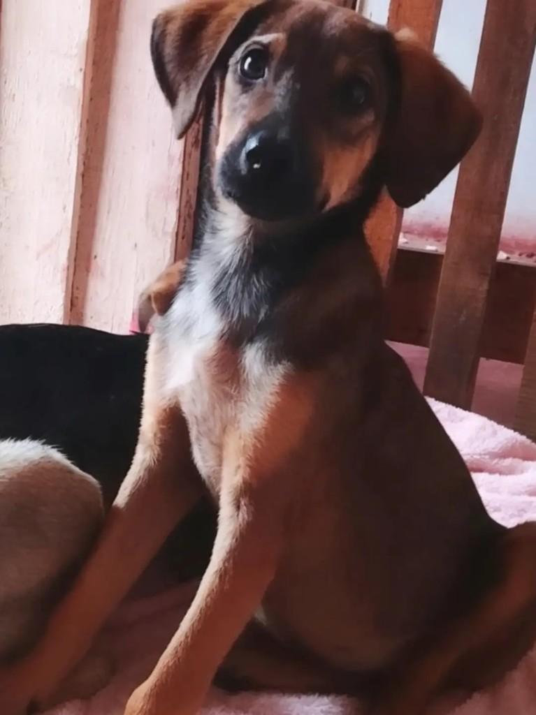 Wisky, cadela de porte médio para adoção em Ibaiti - PR — foto 3 de 3