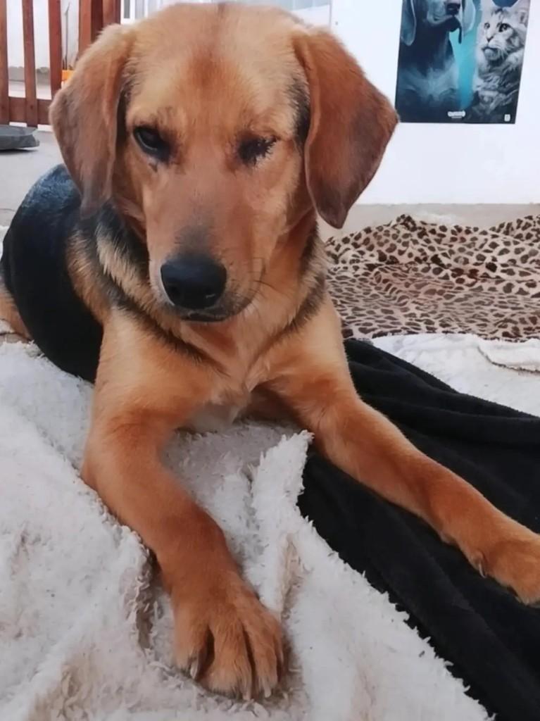 Valentia, cadela de porte médio para adoção em Ibaiti - PR
