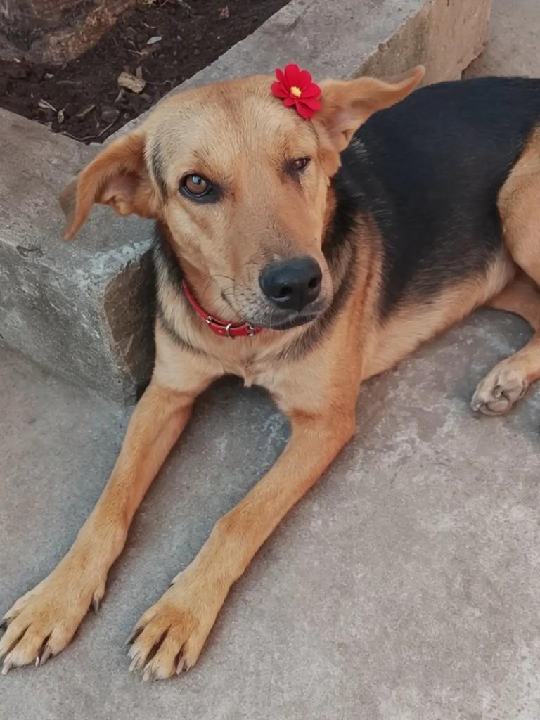 Valentia, cadela de porte médio para adoção em Ibaiti - PR — foto 2 de 2