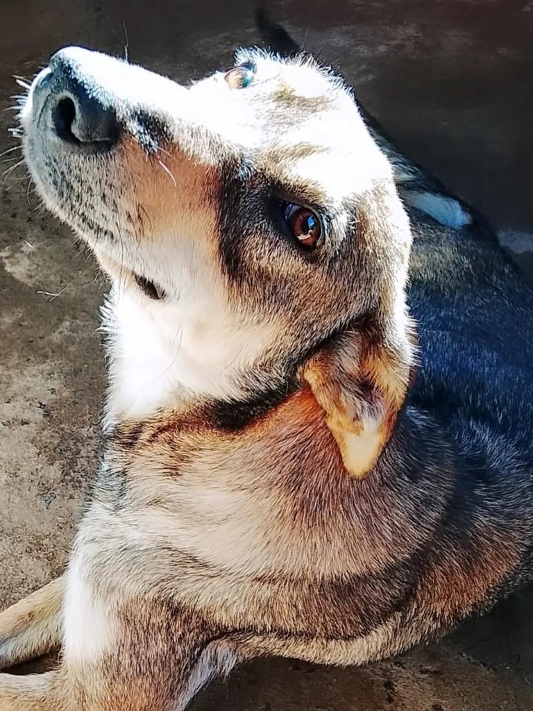 Serena, cadela de porte pequeno para adoção em Ibaiti - PR