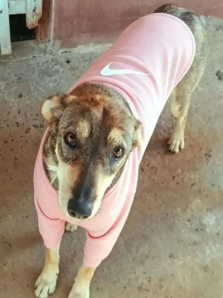 Serena, cadela de porte pequeno para adoção em Ibaiti - PR — foto 2 de 3