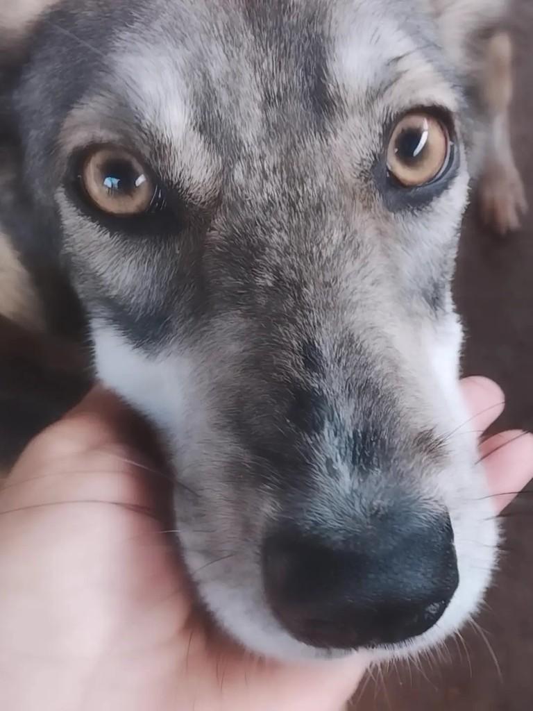 Chopp, cachorro de porte médio para adoção em Ibaiti - PR