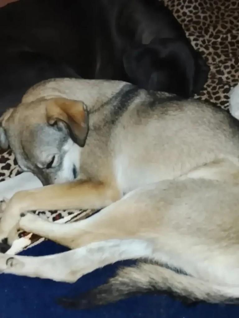 Chopp, cachorro de porte médio para adoção em Ibaiti - PR — foto 2 de 4