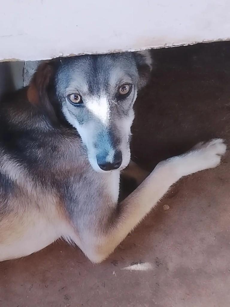 Chopp, cachorro de porte médio para adoção em Ibaiti - PR — foto 3 de 4