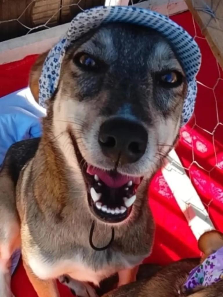 Chopp, cachorro de porte médio para adoção em Ibaiti - PR — foto 4 de 4