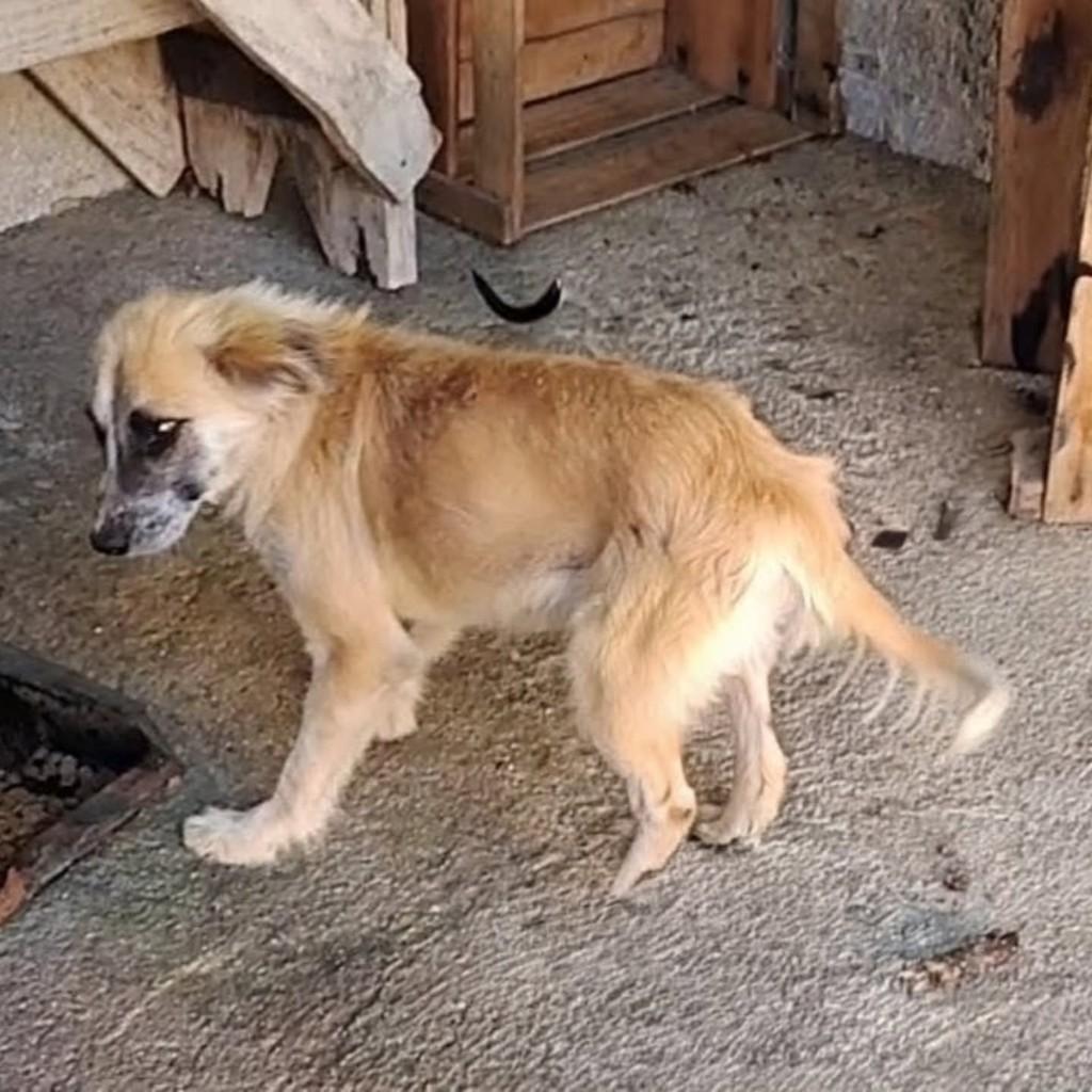 Aurora, cachorro de porte médio para adoção em Itaboraí - RJ