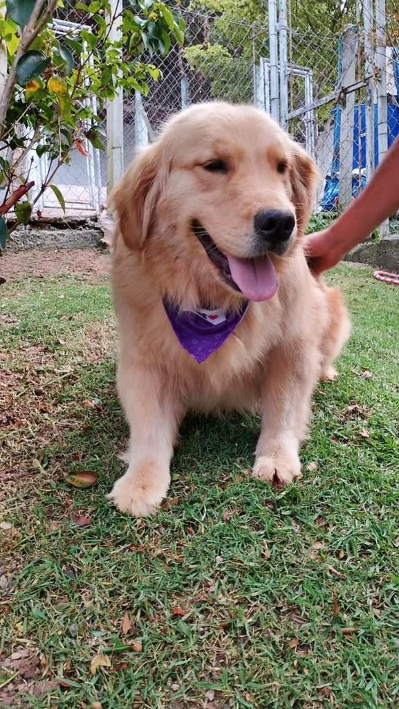 Eva, cadela de porte grande para adoção em São Roque - SP