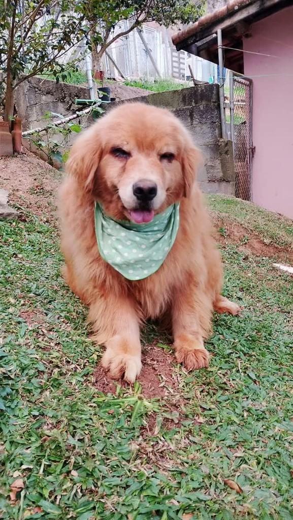 Lola, cadela de porte grande para adoção em São Roque - SP