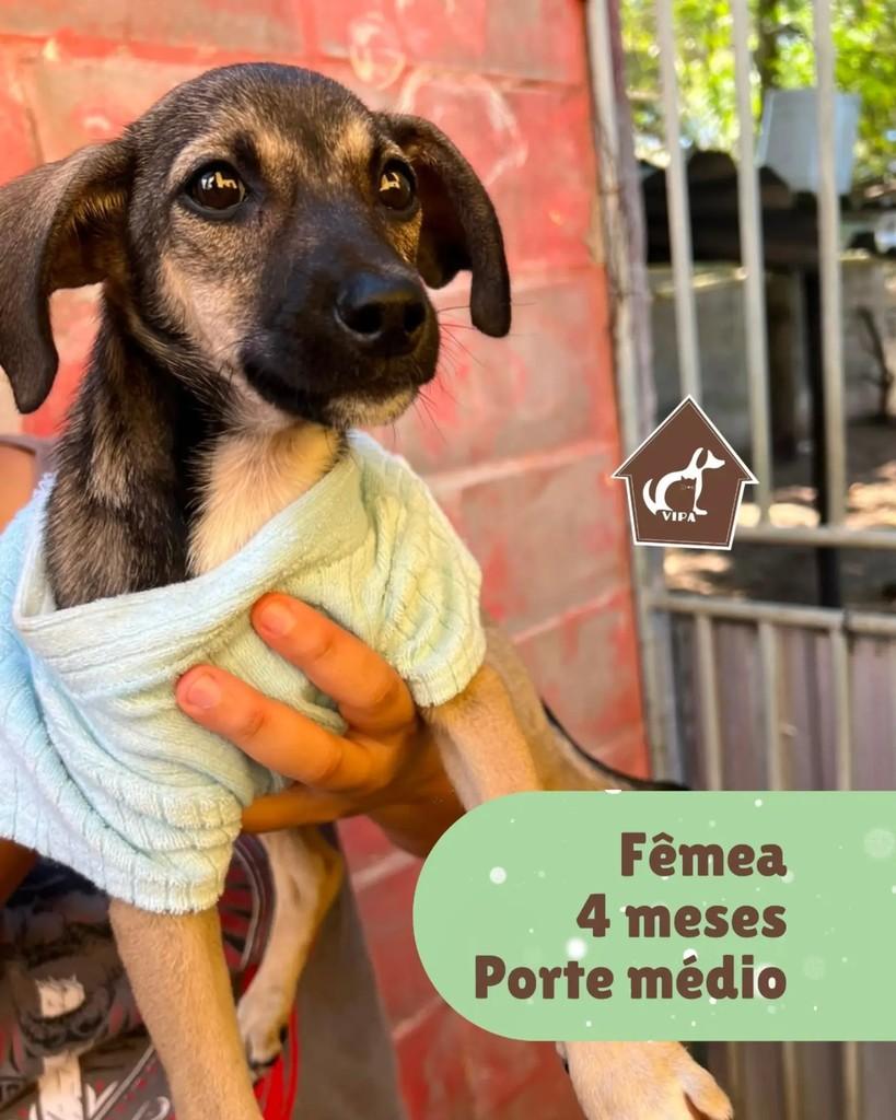 Lola, cadela de porte médio para adoção em São Mateus - ES