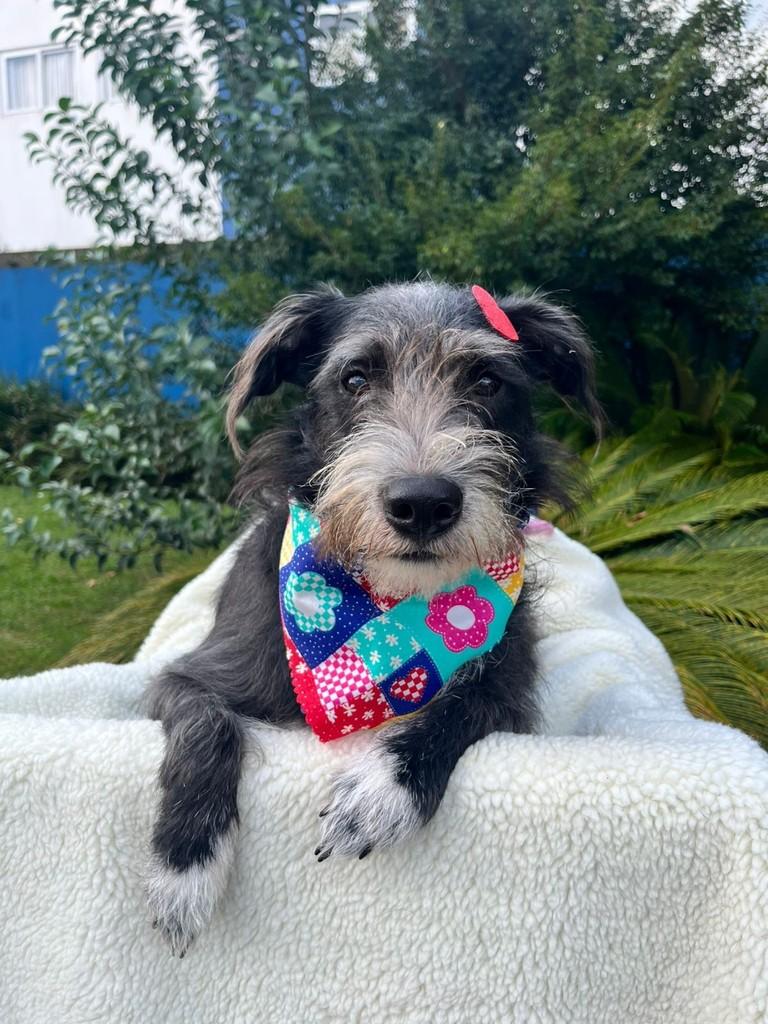 Masha, cachorro de porte pequeno para adoção em Curitiba - PR