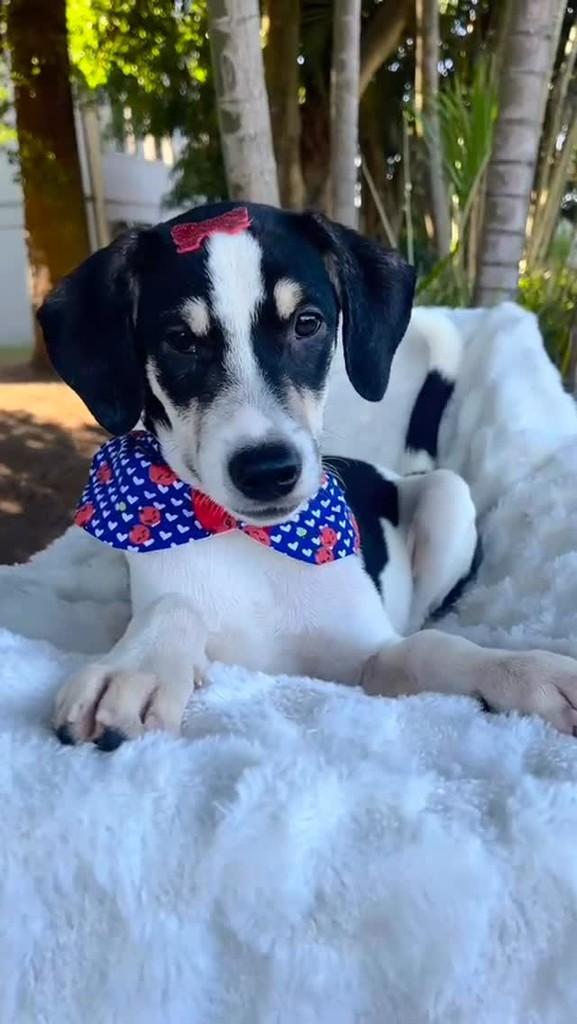 Penélope, cachorro de porte pequeno para adoção em Curitiba - PR