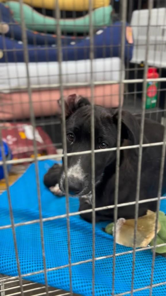 Lupi, cachorro de porte pequeno para adoção em Curitiba - PR