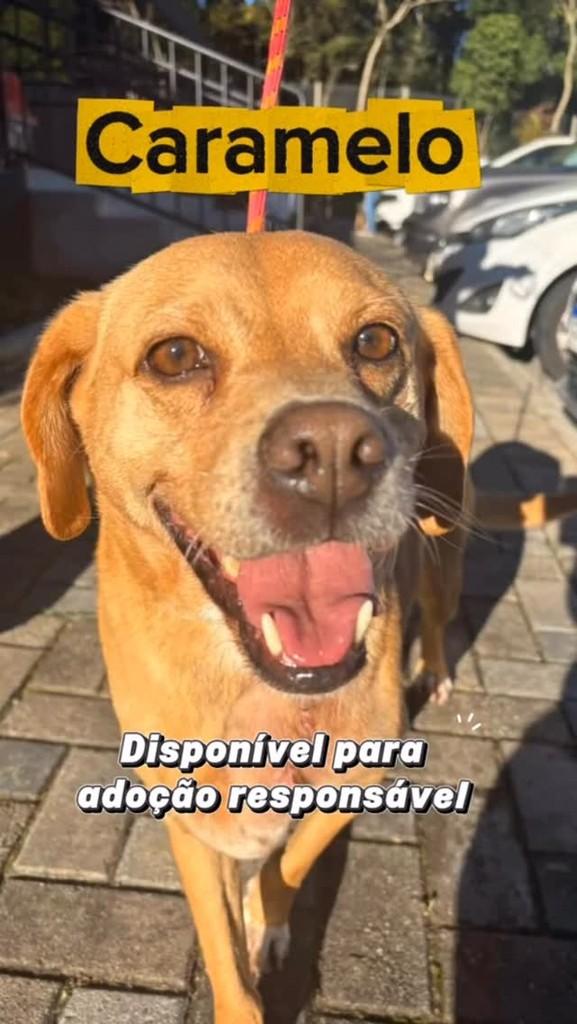 Caramelo, cachorro de porte médio para adoção em Curitiba - PR