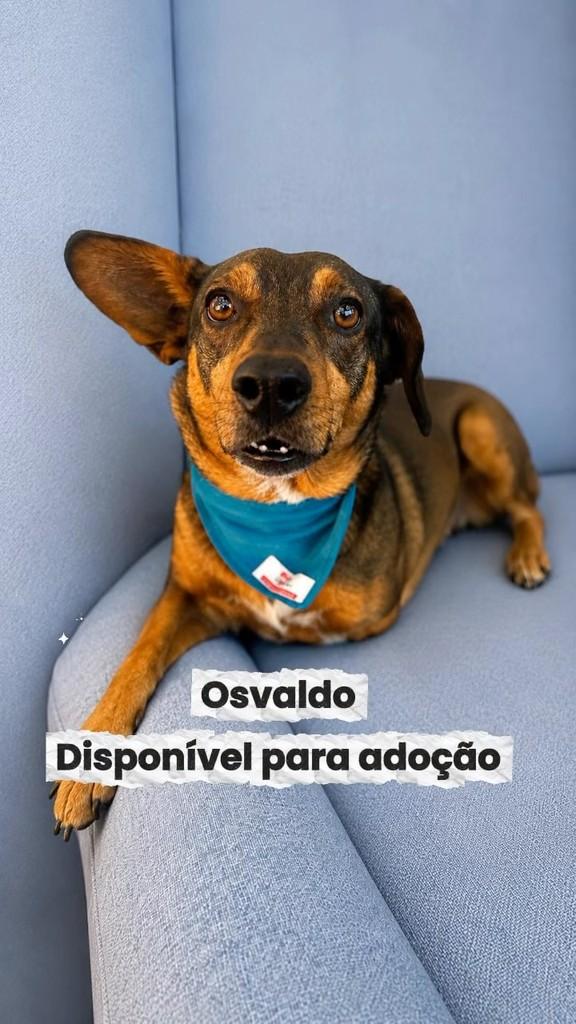 Osvaldo, cachorro de porte pequeno para adoção em Curitiba - PR