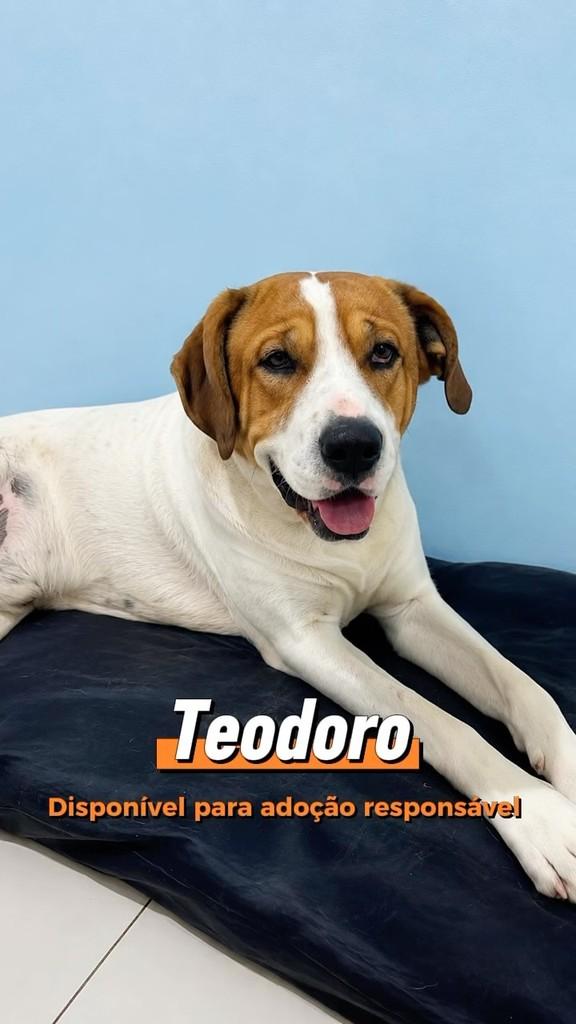 Teodoro, cachorro de porte pequeno para adoção em Pinhais - PR