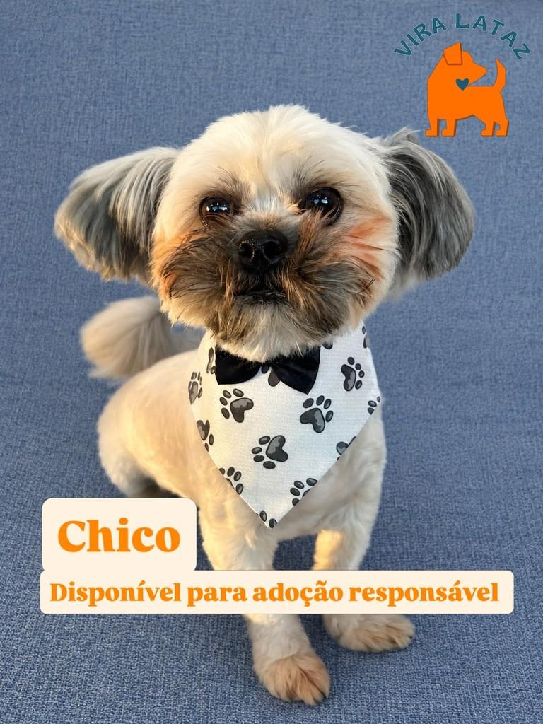 Chico, cachorro de porte pequeno para adoção em Curitiba - PR