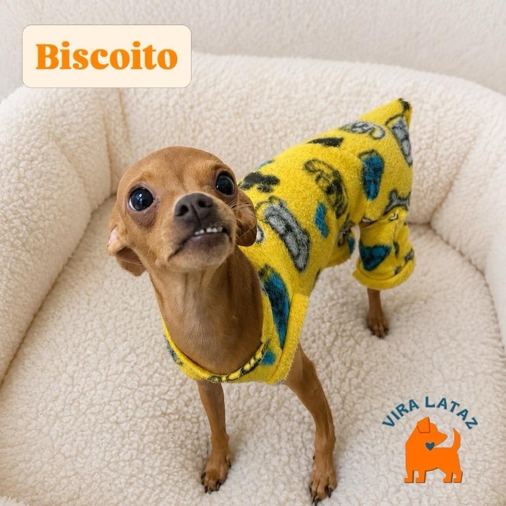 Biscoito, cachorro de porte pequeno para adoção em Curitiba - PR